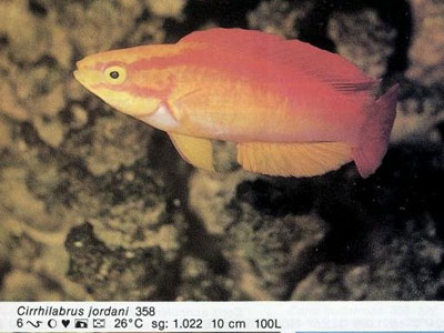Cirrhilabrus jordani